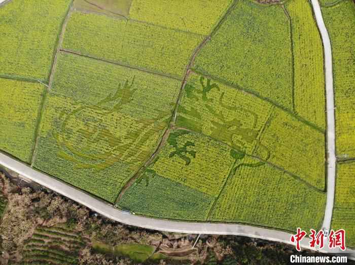 油菜田中的飞龙图案 龙志华 摄 皖南油菜田“艺术性规划”长出新风景
