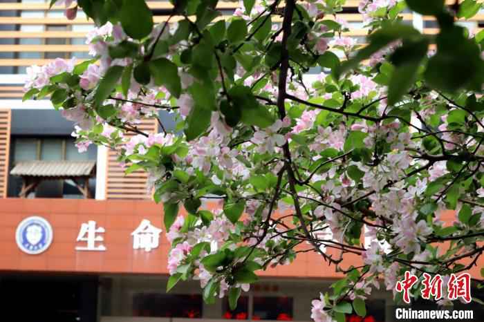 又到海棠季 天津高校师生今年“云赏花”